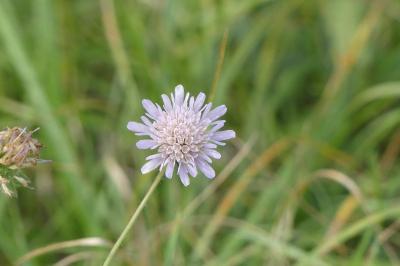 <i>Scabiosa columbaria</i>