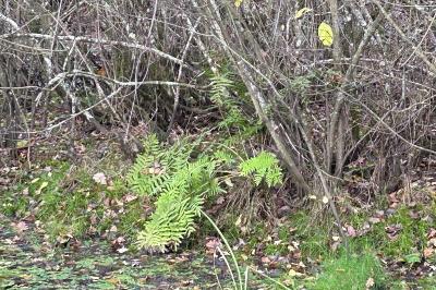 <i>Osmunda regalis</i>