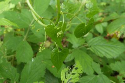 <i>Dioscorea communis</i>