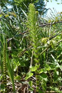 <i>Equisetum telmateia</i>