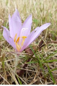 <i>Colchicum autumnale</i>