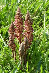 <i>Orobanche minor</i>