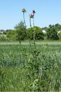 <i>Silybum marianum</i>