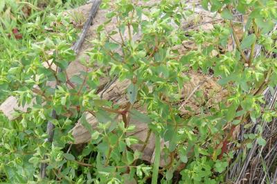 <i>Euphorbia peplus</i>