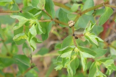 <i>Euphorbia peplus</i>