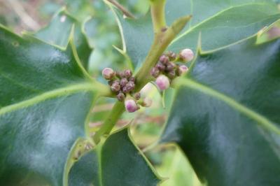 <i>Ilex aquifolium</i>
