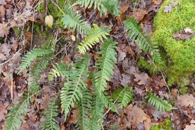 <i>Polypodium</i>