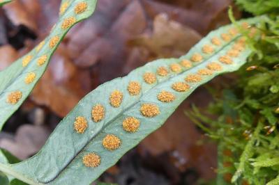 <i>Polypodium</i>