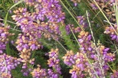 <i>Erica cinerea</i>
