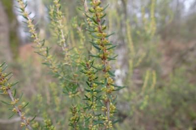 <i>Erica scoparia</i>