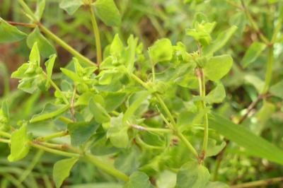 <i>Euphorbia peplus</i>