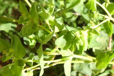 <i>Euphorbia peplus</i>