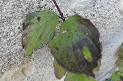 <i>Cornus sanguinea</i>