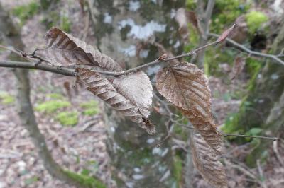 <i>Carpinus betulus</i>