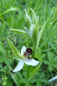 <i>Ophrys apifera</i>