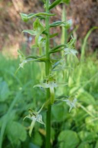<i>Platanthera chlorantha</i>