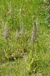 <i>Himantoglossum hircinum</i>