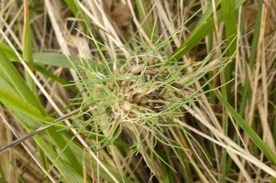 <i>Allium vineale</i>