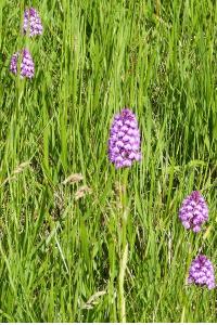 <i>Anacamptis pyramidalis</i>