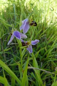 <i>Ophrys apifera</i>
