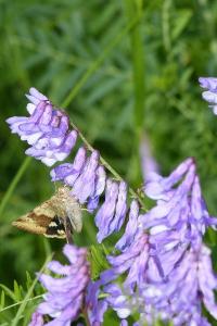 <i>Vicia cracca</i>
