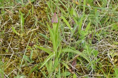 <i>Anacamptis pyramidalis</i>