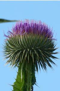 <i>Onopordum acanthium</i>