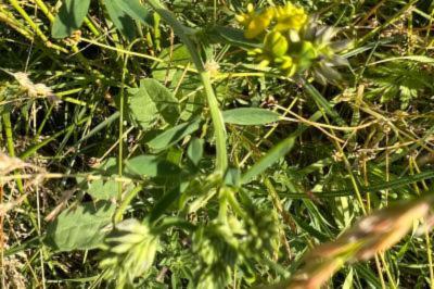 <i>Medicago sativa subsp. falcata</i>
