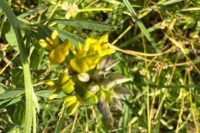 <i>Medicago sativa subsp. falcata</i>