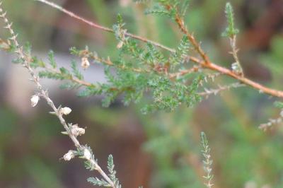 <i>Erica scoparia</i>