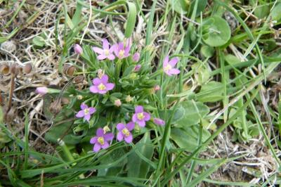 <i>Centaurium erythraea</i>