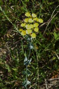 <i>Blackstonia perfoliata</i>