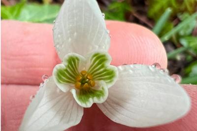 <i>Galanthus nivalis</i>