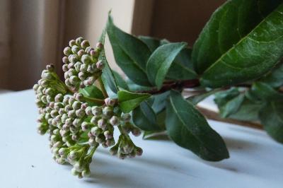 <i>Viburnum tinus</i>