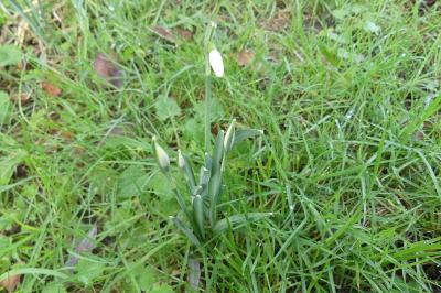 <i>Galanthus nivalis</i>