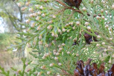 <i>Thuja occidentalis</i>
