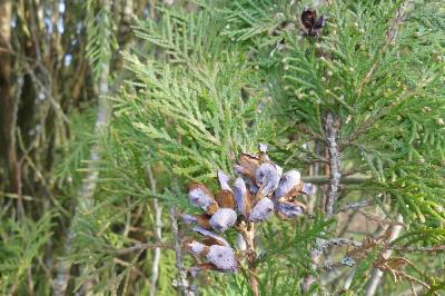 <i>Thuja occidentalis</i>
