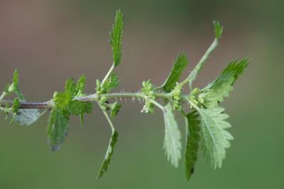 <i>Urtica urens</i>