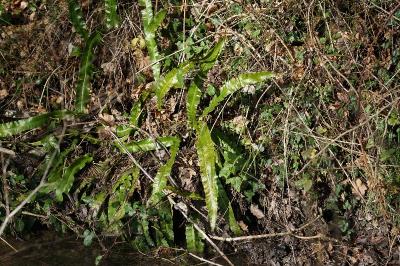 <i>Asplenium scolopendrium</i>
