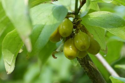 <i>Cornus mas</i>
