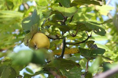 <i>Malus sylvestris</i>
