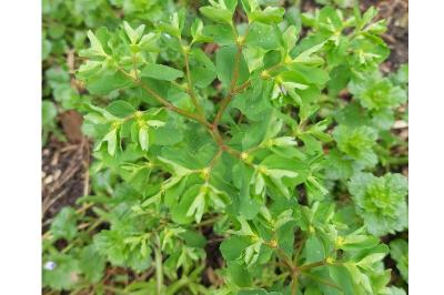 <i>Euphorbia peplus</i>