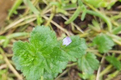 <i>Veronica persica</i>