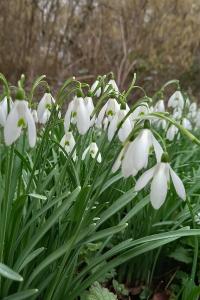 <i>Galanthus nivalis</i>
