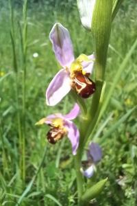 <i>Ophrys apifera</i>