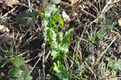 <i>Arum italicum</i>