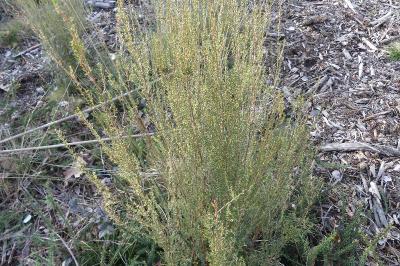 <i>Erica scoparia</i>