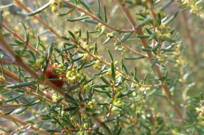<i>Erica scoparia</i>