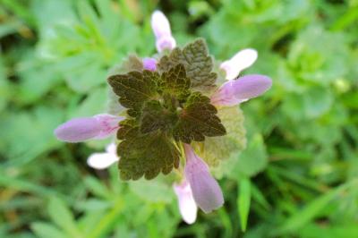 <i>Lamium purpureum</i>