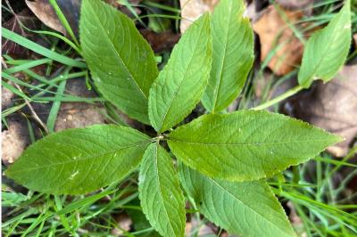 <i>Mercurialis perennis</i>